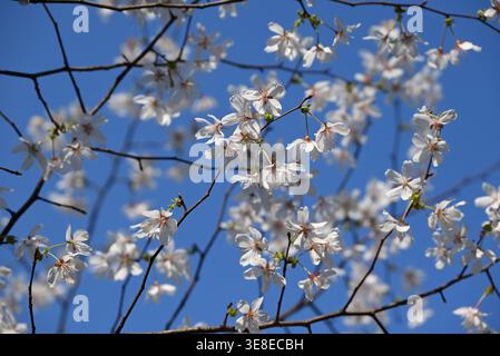 Weiße Kirschblüten blühen im Frühling unter blauem Himmel Stockfoto