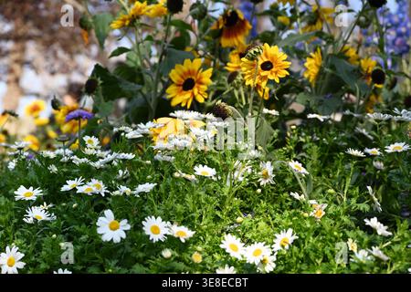Verschiedene gelbe und weiße Blumen blühen im Garten Stockfoto