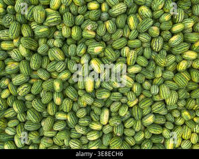 Aus der Vogelperspektive sehen Sie eine große Sammlung von leuchtend grün und gelb gestreiften Wassermelonen, die einen üppigen, strukturierten Teppich bilden, Wassermelonen, Dhaka, Bangladesch. Stockfoto