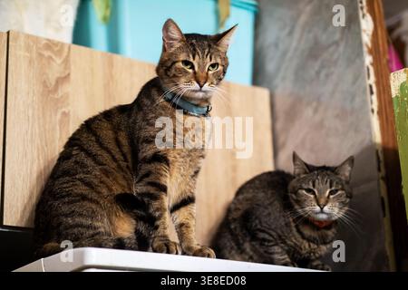 Zwei Tabbykatzen im Regal, häusliches Paar, das mit entspanntem Ausdruck auf die Kamera blickt, Krägen sichtbar, gedämpft Stockfoto