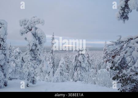 Majestätische, schneebedeckte Bäume stehen hoch, wenn die Sonne untergeht, und werfen einen sanften Glanz über die Winterlandschaft von Akaslompolo, Lappland. Eine malerische Szene voller Ruhe und natürlicher Schönheit. Stockfoto