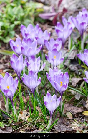 Violette Krokusblüten im Frühfrühlingsgarten. Kleine Gruppe von ersten Frühlingsblüten, die aus dem Boden steigen. Natürlicher botanischer Hintergrund. Blumenmeer Stockfoto