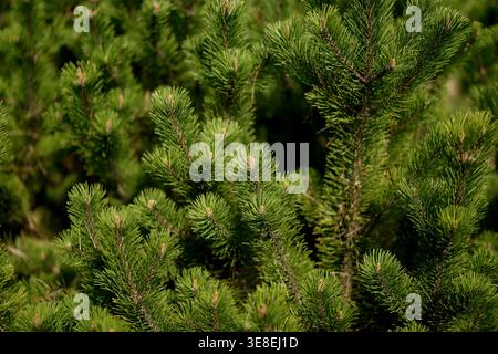 Bergkiefer, Pinus mugo, im Frühling. im Garten Stockfoto