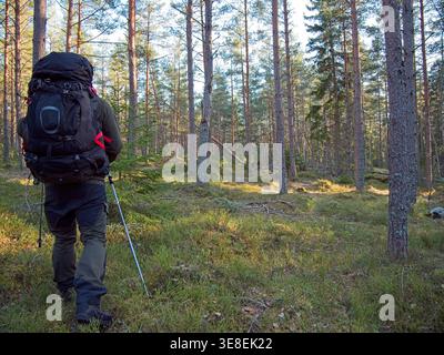 Wanderer mit Rucksack und Trekkingstöcken im Wald Stockfoto
