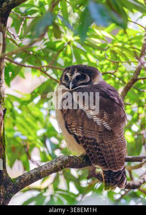 Braunholzeule (Strix leptogrammica) aus Pangot, Uttarakhand, Indien. Stockfoto