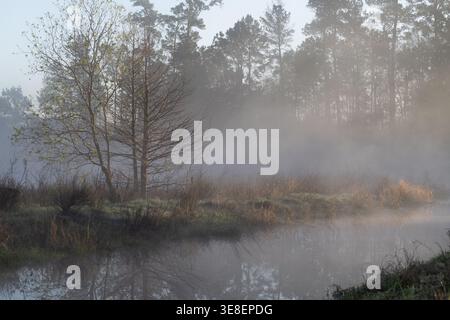 An einem frühen Frühlingsmorgen in den Woodlands, Texas, bricht das Sonnenlicht durch den Nebel. Stockfoto