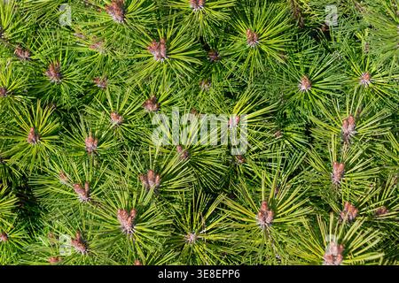 Junge Tannentriebe strahlen im Sonnenlicht über den Waldboden. Pinus mugo. Stockfoto