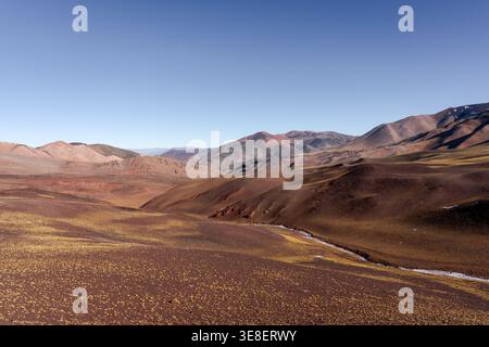Kleiner Vogel auf Felsen in trockenem Strauchland Stockfoto