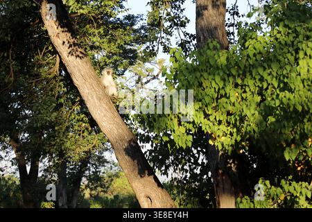 Grüne Meerkatze/Meerkatze/Cercopithecus aethiops Stockfoto