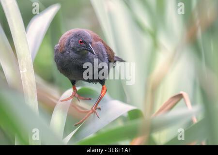 Nahaufnahme eines wilden, makellosen Crake (Porzana tabuensis), der sich darin thront, und einer dichten Abdeckung von Schilf von phragmites, Victoria, Australien Stockfoto