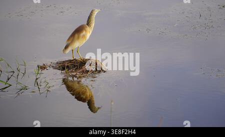 Ein Squakreiher, der auf einem kleinen Schilfhügel steht und im ruhigen Wasser eines Feuchtgebiets reflektiert. Stockfoto