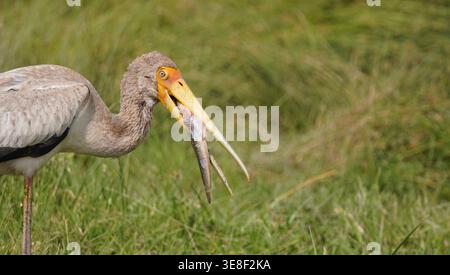 Ein junger Gelbschnabelstorch mit einem frisch gefangenen Fisch im Schnabel, der in einem grasbewachsenen Feuchtgebiet steht. Stockfoto