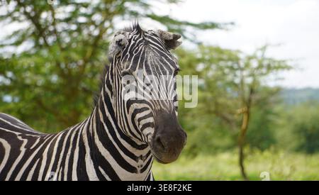 Nahaufnahme eines Zebras mit einem gekerbten Ohr vor einem verschwommenen Savannenhintergrund. Stockfoto