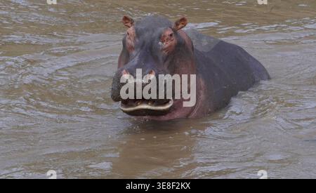 Ein Flusspferd tauchte in einem Fluss unter und blickte direkt auf die Kamera in der afrikanischen Savanne. Stockfoto
