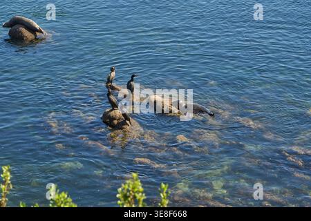 Monterey, USA - 29. Oktober 2025 - Robben und Kormorane teilen sich ihren Lebensraum an der felsigen Küste in klarem blauem Wasser Stockfoto