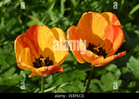 Leuchtend orange und gelbe Frühlingsblumen der Tulpe, Tulipa 'Beauty of Apeldoorn' UK Garden April Stockfoto