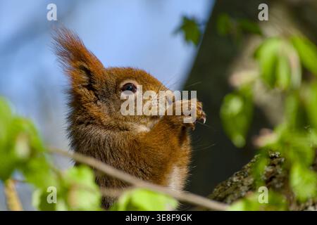 Nahaufnahme eines eurasischen roten Eichhörnchens auf einem Baum mit Nahrung in den Pfoten, teilweise von grünen Blättern im natürlichen Licht verdeckt Stockfoto