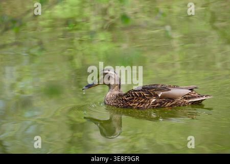 Weibliche Stockenten, die auf ruhigem Wasser schweben, mit sichtbarer Reflexion und einem Wassertropfen, der aus dem Schnabel fällt, im natürlichen Licht gefangen Stockfoto