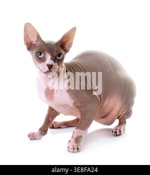 Sphynx Katze vor weißem Hintergrund Stockfoto