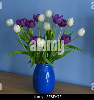 Ein Haufen frischer Schnittblumen, weiße und lila Tulpen, in einer blauen Vase vor der blauen Wand angeordnet UK April Stockfoto