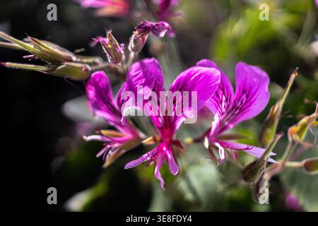 Herzblättrige Geranie-Blüten, Pelargonium cordifolium Stockfoto