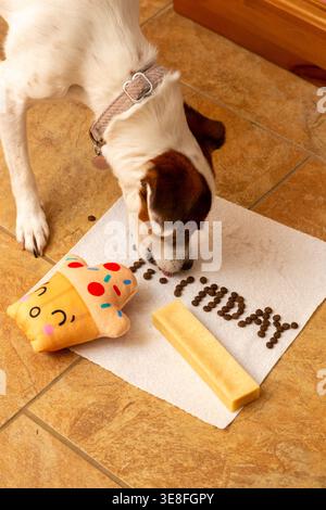 Eine Geburtstagsfeier für einen Jack Russell Terrier. Der Hund isst ein Leckerli, das auf einem Küchentuch „GEBURTSTAG“ ausdrückt. Stockfoto
