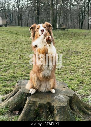 Australischer Schäferhund sitzt auf Baumstumpf und hebt die Pfoten in einer verspielten Geste im Park. Konzept von Trainingsbelohnung, Gehorsam und süßem Haustierverhalten. Stockfoto