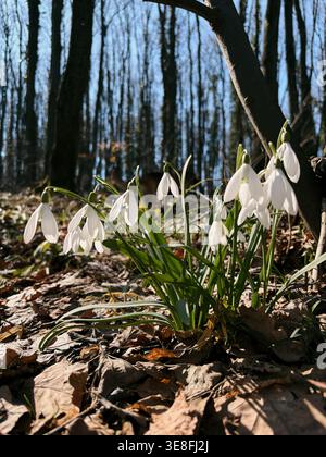 Weiße Schneeglöckchen, die im Wald zwischen trockenen Blättern im Sonnenlicht wachsen. Konzept von Frühling, Erneuerung und erwachender Natur. Stockfoto