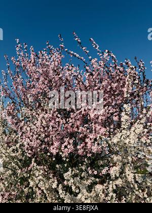 Rosa blühende Baumzweige unter klarem blauem Himmel im Frühling. Konzept des saisonalen Wandels, der Schönheit, der Natur und des floralen Hintergrunds. Stockfoto