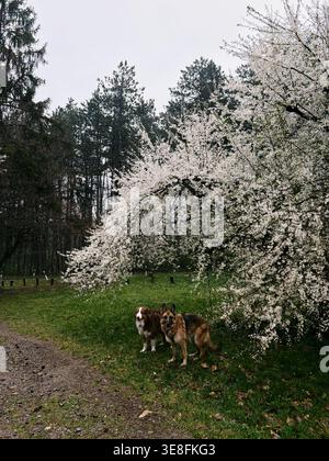 Deutscher und Australischer Schäferhund stehen unter einem blühenden Baum in der Frühlingsnatur. Konzept von Freundschaft, Haustieren, Outdoor-Lebensstil und Glück. Stockfoto