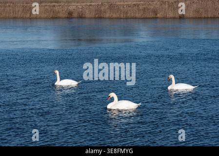 Drei weiße Schwäne schwimmen anmutig auf einem blauen See mit sanften Wellen, mit hohem braunem Schilf im Hintergrund bei natürlichem Tageslicht. Stockfoto