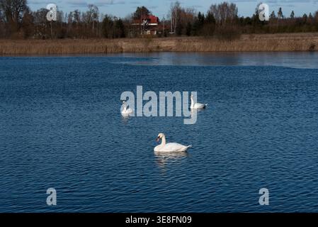 Drei weiße Schwäne schwimmen auf einem ruhigen blauen See mit sanften Kräuseln, umgeben von Schilf und einer ländlichen Landschaft unter teilweise bewölktem Himmel. Stockfoto
