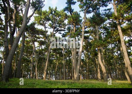 Im Daewangam Park erheben sich hohe Kiefern über einem grasbewachsenen Hain, wo am späten Nachmittag Licht durch den ruhigen Küstenwald in Ulsan fließt. Stockfoto