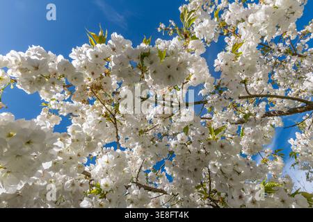 Frühling in einem englischen Garten - eine große weiße Kirsche (prunus 'Tai-Haku') in voller Blüte, unter blauem Himmel (UK) Stockfoto