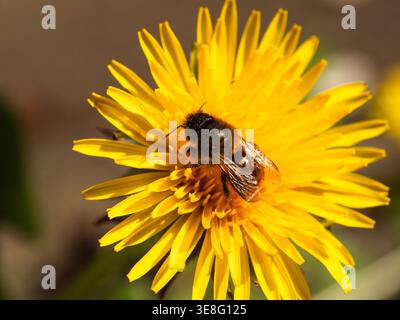 Hornet Wespe bedeckt mit Pollen auf gelber Löwenzahnblüte Stockfoto