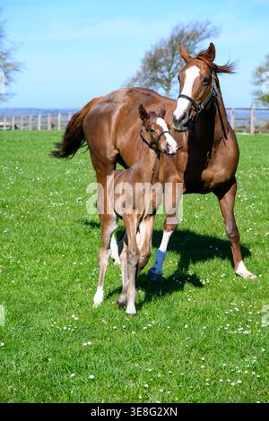 Pferd und Fohlen Stockfoto