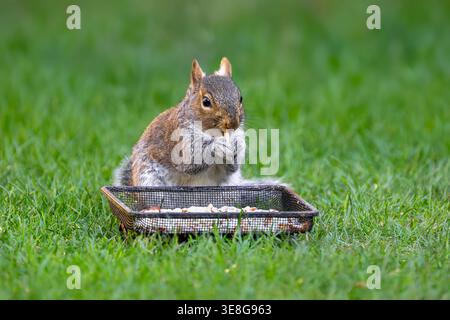 Graues Eichhörnchen sitzend und fütternd vom Tablett im Garten auf Gras mit natürlichem Hintergrund, britische Tierwelt aus nächster Nähe Stockfoto
