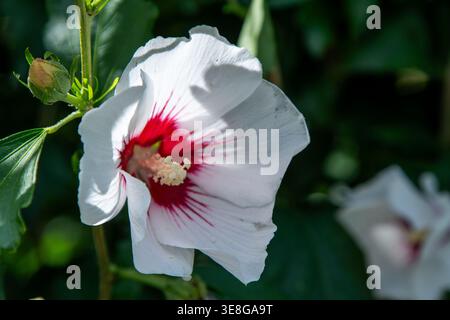 Weiße Blütenknospe von Hibiscus syriacus Roter Herzstrauch im Garten. Stockfoto