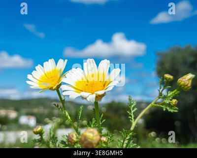 Nahaufnahme von Kronenblüten, die unter einem klaren blauen Himmel mit weißen Wolken in einer ländlichen Mittelmeerlandschaft in portugal blühen Stockfoto