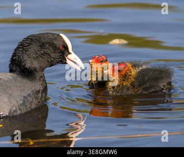 Eurasischer Coot (Fulica atra), der Küken auf einem Teich in Südengland füttert Stockfoto