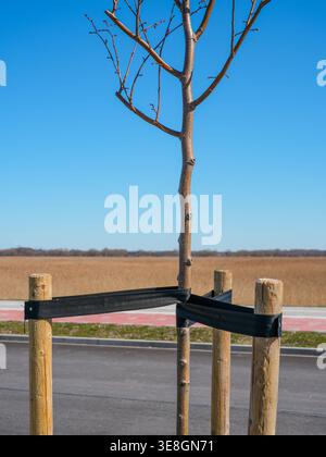 Neu gepflanzte Bäume mit Holzstützen in der Nähe von Straßen- und Radwegen mit ländlichem Feldhorizont Stockfoto