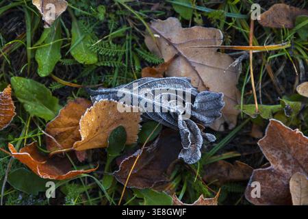 Frostbedeckte Herbstblätter, die während eines kalten Sonnenaufgangs in Estland auf grünem Gras liegen. Frühmorgendliches Licht, jahreszeitliche Veränderungen, ruhige natürliche Hintergründe Stockfoto