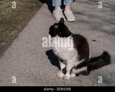 Schwarz-weiße Katze, die auf einem Bürgersteig sitzt und im Frühjahr in Kristiine, Tallinn, Estland, auf die Füße einer Person blickt Stockfoto