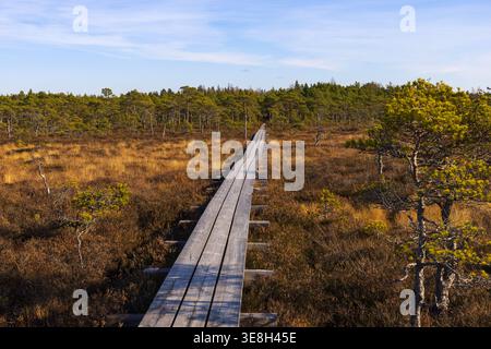 Holzsteg führt durch die herbstliche Moorlandschaft im Marimetsa Nature Reserve, Estland. Malerisches Feuchtgebiet mit goldener Vegetation und weitläufigem Freiland. Stockfoto
