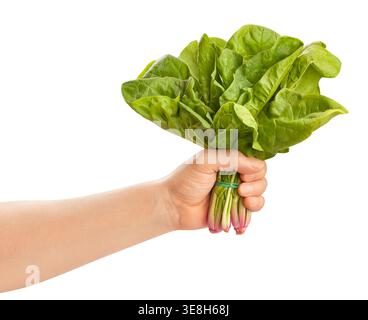 Spinat im Handweg isoliert auf weiß Stockfoto