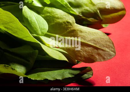 Sauerampfer auf rotem Hintergrund Stockfoto