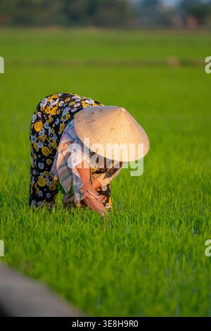 Eine vietnamesische Frau mit einem traditionellen konischen Hut beugte sich während der warmen goldenen Stunde tief über junge, lebendige grüne Reispflanzen auf einem ausgedehnten Reisfeld Stockfoto