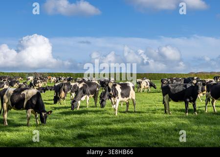Eine Herde Kühe weidet auf einem Feld im ländlichen Sussex an einem sonnigen Frühlingstag Stockfoto