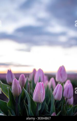 Vertikales Bild von rosa Tulpen mit einem dramatischen Himmel bei Sonnenaufgang. Perfekt für Themen wie Liebe, Freundschaft, Sympathie, Hoffnung und Ruhm. Stockfoto