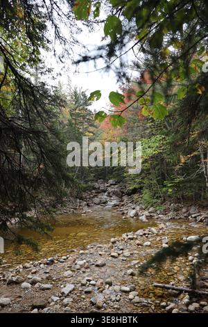 Kleiner Waldbach unter grünen Ästen im Herbstwald von New Hampshire Stockfoto